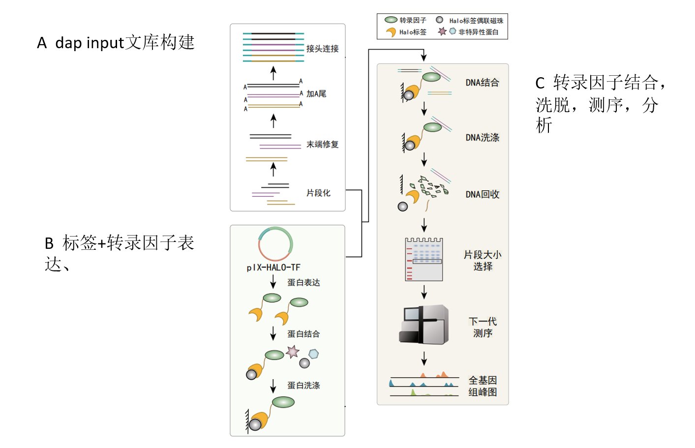 DAP-Seq 体外 DNA 亲和纯化测序