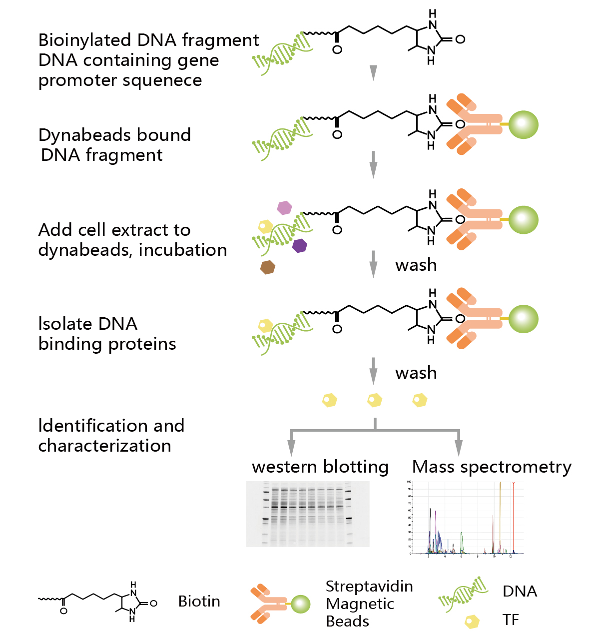 DNA PullDown
