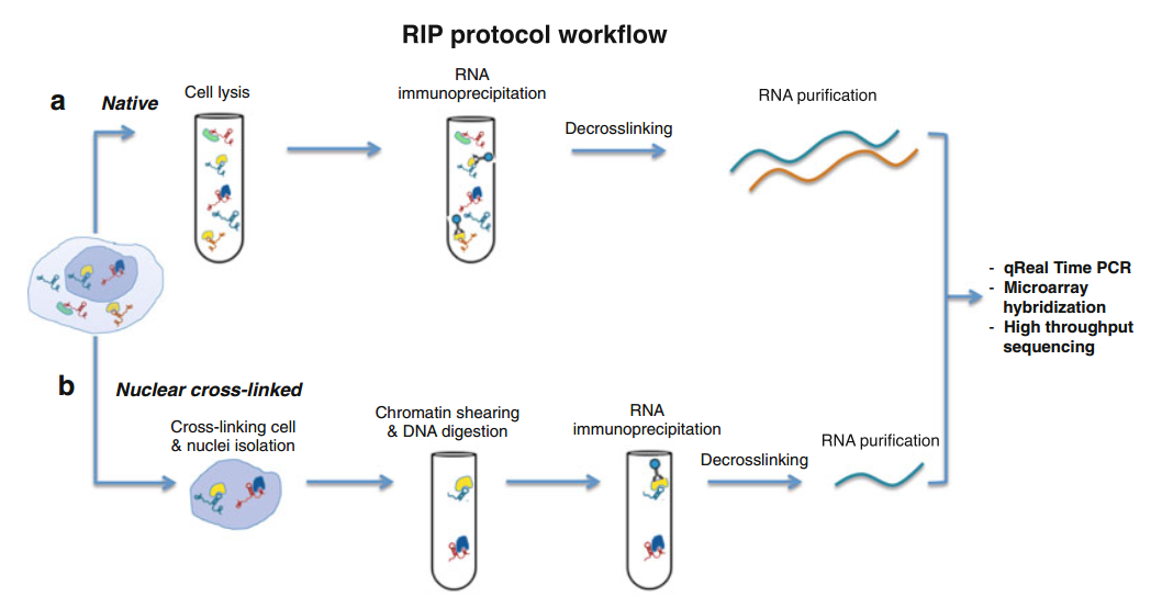 RIP-qPCR RNA 结合蛋白免疫沉淀定量 PCR