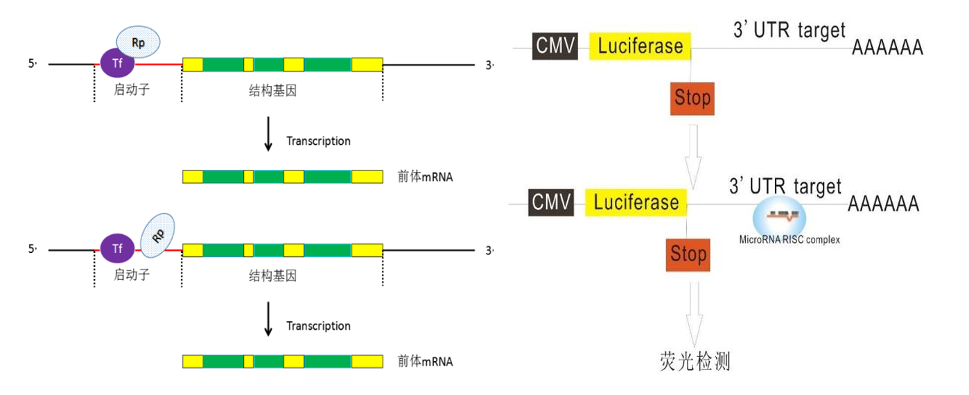 双荧光素酶报告基因实验