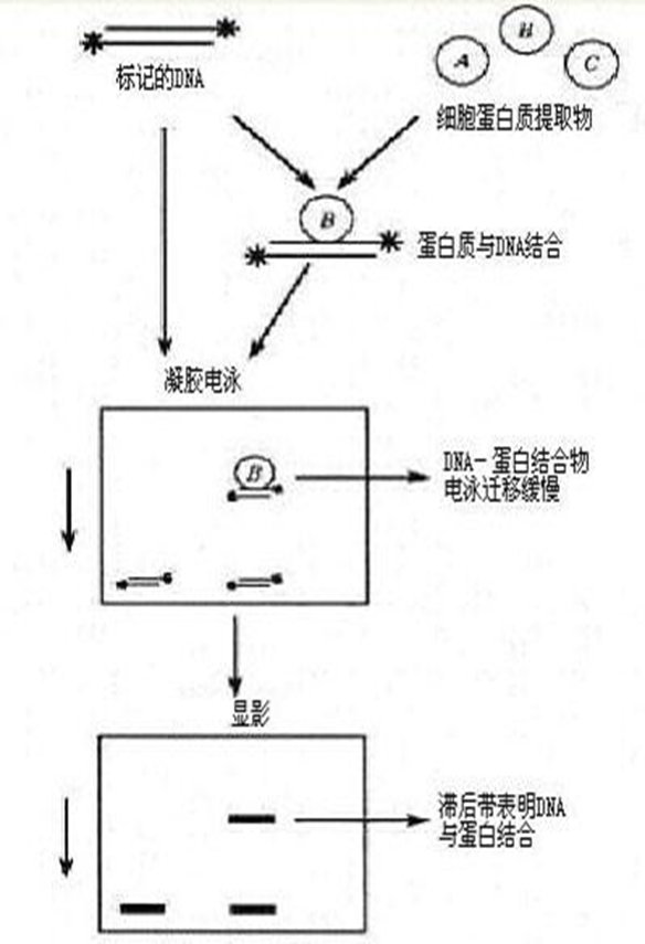 EMSA 凝胶迁移实验