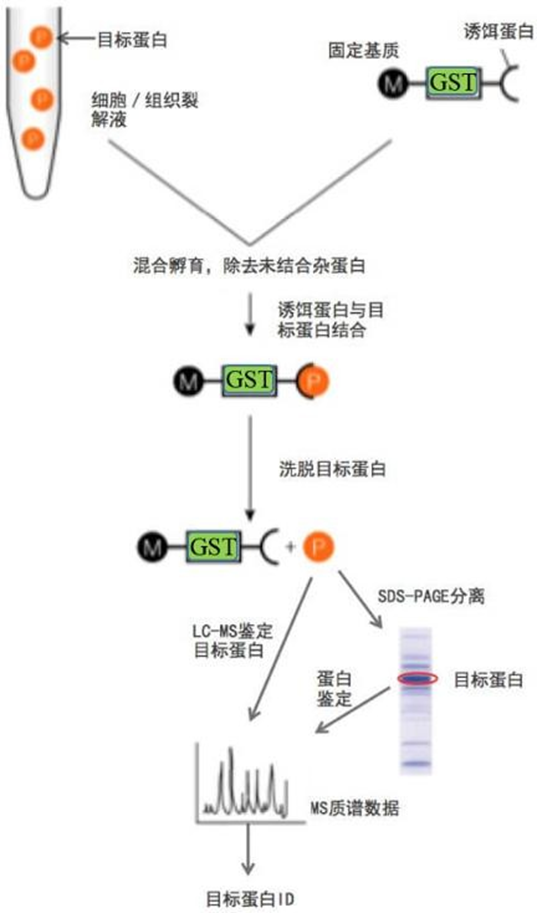 GST PullDown 体外蛋白互作验证