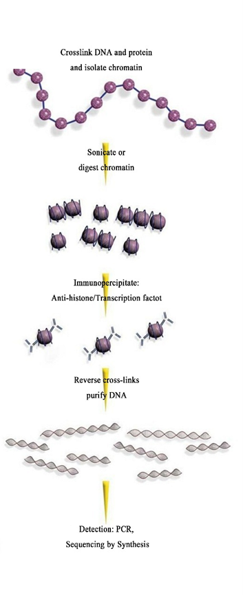 ChIP-qPCR 染色质免疫沉淀定量 PCR