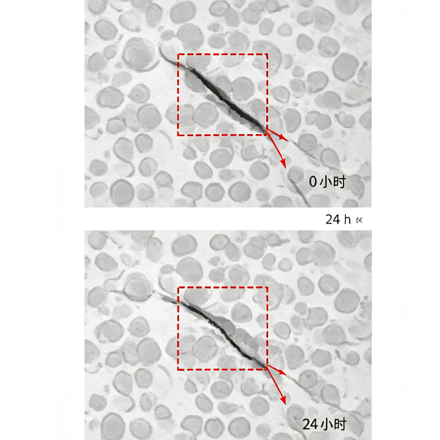细胞划痕（Wound Healing）